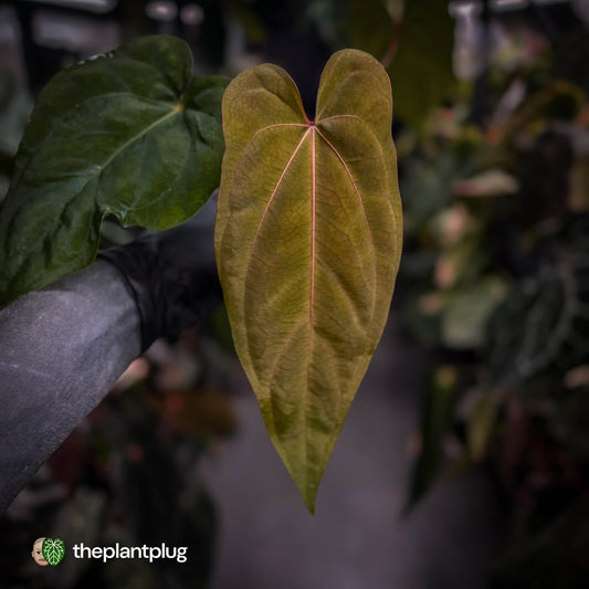 Anthurium (pap 'RLFS') x (dressleri 'Oliver' x antolakii 'Felix')
