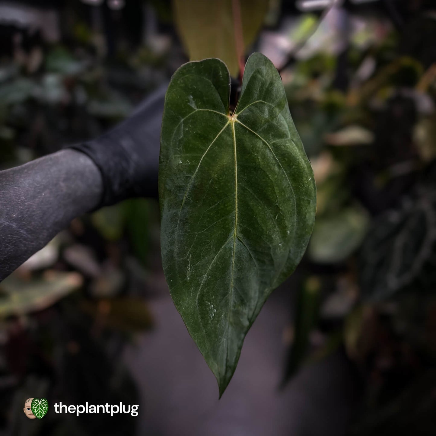 Anthurium (pap 'RLFS') x (dressleri 'Oliver' x antolakii 'Felix')