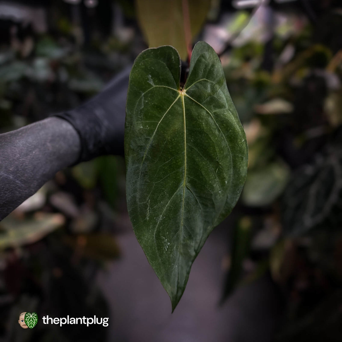 Anthurium (pap 'RLFS') x (dressleri 'Oliver' x antolakii 'Felix')