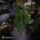 Anthurium (pap 'RLFS') x (dressleri 'Oliver' x antolakii 'Felix')