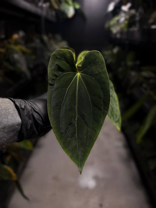 Anthurium 'BVEP' x ((dress x carla) x 'BVEP') • holdback
