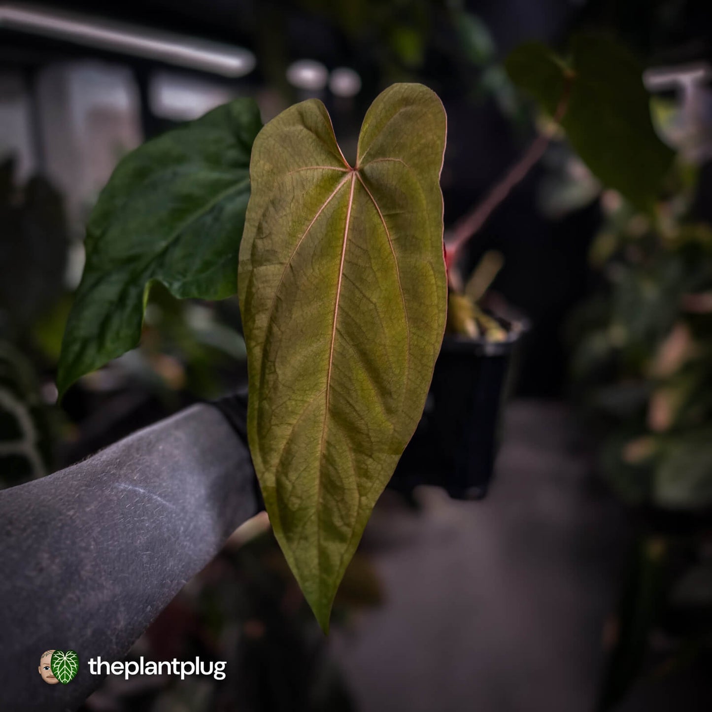 Anthurium (pap 'RLFS') x (dressleri 'Oliver' x antolakii 'Felix')