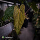 Anthurium (pap 'RLFS') x (dressleri 'Oliver' x antolakii 'Felix')