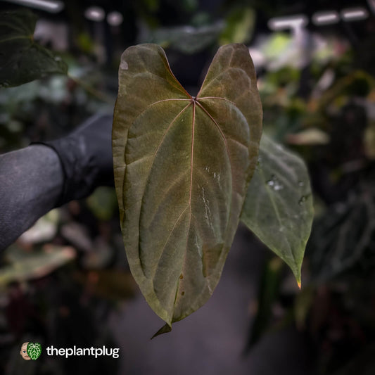 Anthurium #Bunyip • purple emergent