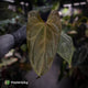 Anthurium #Bunyip • purple emergent