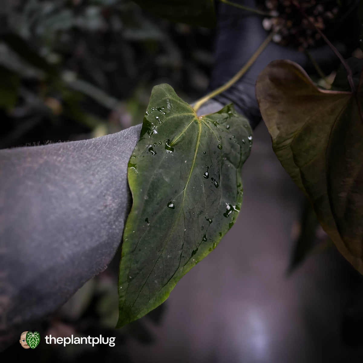 Anthurium #Bunyip • purple emergent
