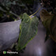 Anthurium #Bunyip • purple emergent