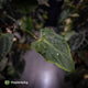 Anthurium #Bunyip • purple emergent
