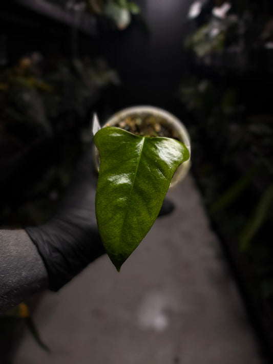 Anthurium subsignatum