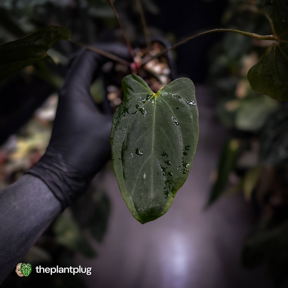 Anthurium #Bunyip • purple emergent