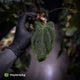 Anthurium #Bunyip • purple emergent