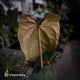 Anthurium #Bunyip • purple emergent