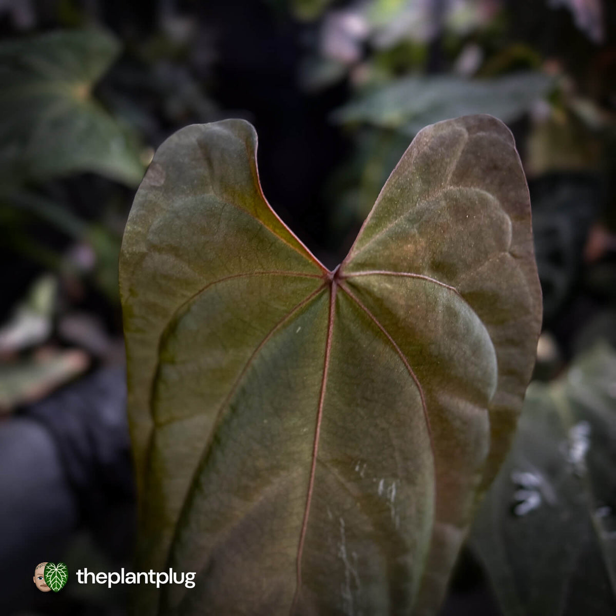 Anthurium #Bunyip • purple emergent