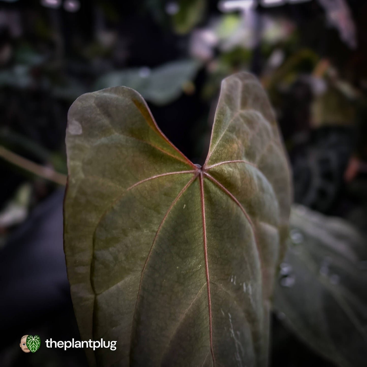 Anthurium #Bunyip • purple emergent