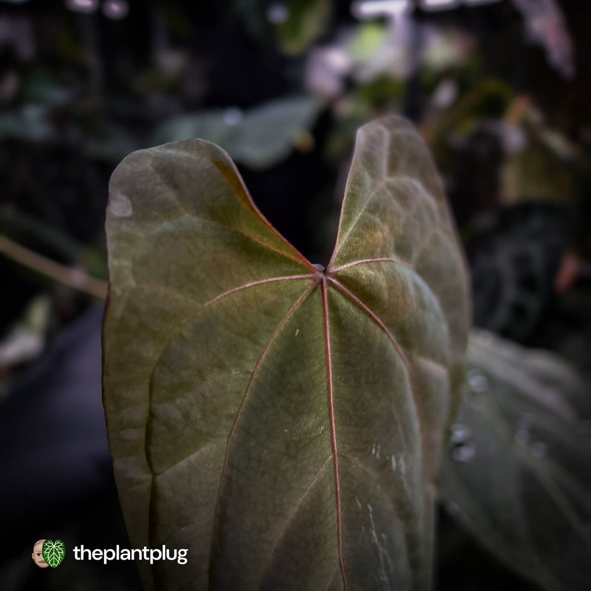 Anthurium #Bunyip • purple emergent