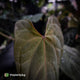 Anthurium #Bunyip • purple emergent