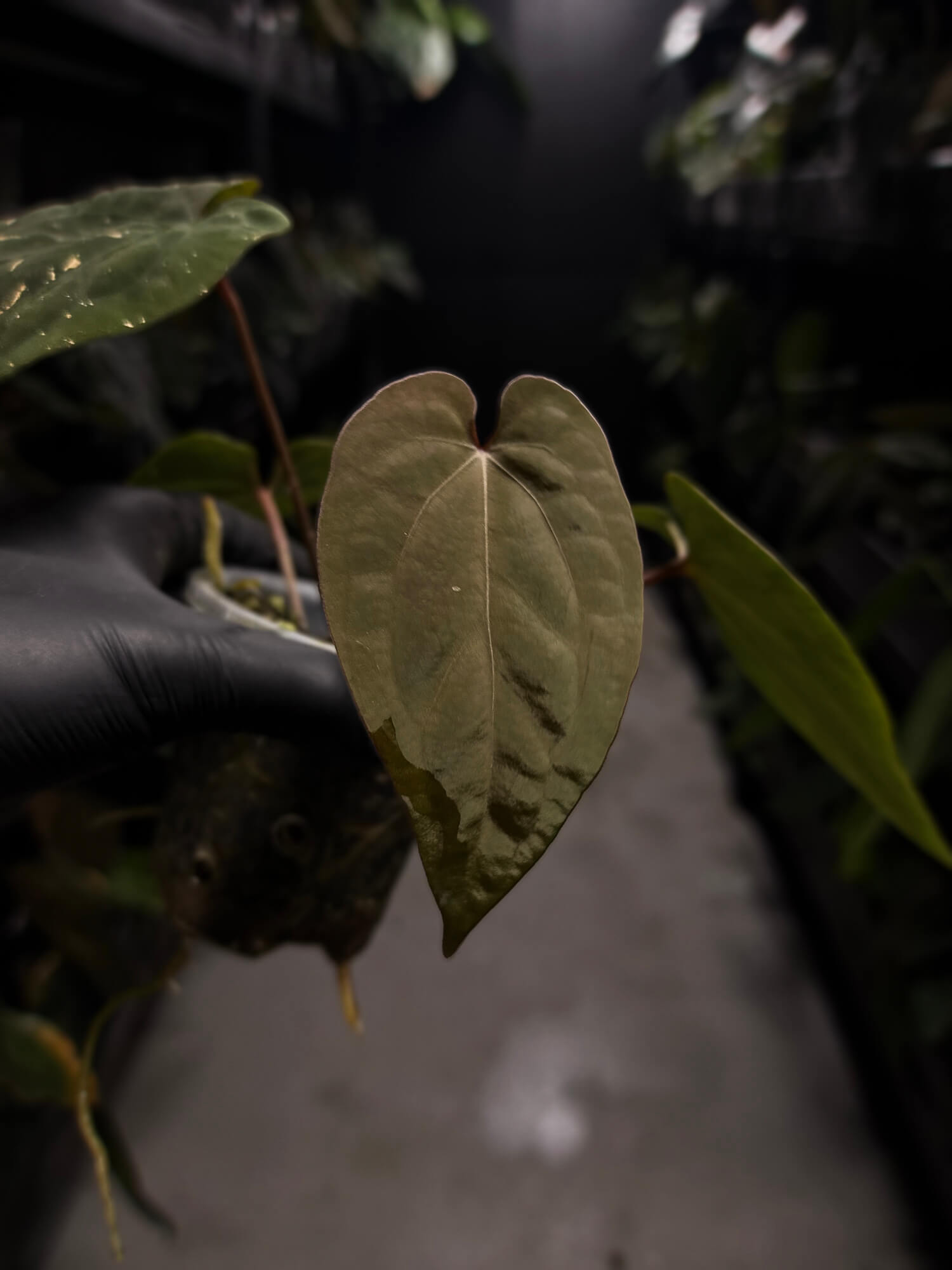 Anthurium ('Midnight Velvet' x crystallinum) x #BlackCherry 'Red' • select holdback