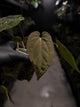 Anthurium ('Midnight Velvet' x crystallinum) x #BlackCherry 'Red' • select holdback