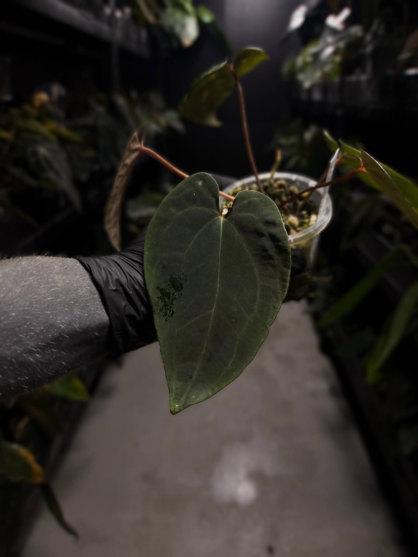 Anthurium ('Midnight Velvet' x crystallinum) x #BlackCherry 'Red' • select holdback