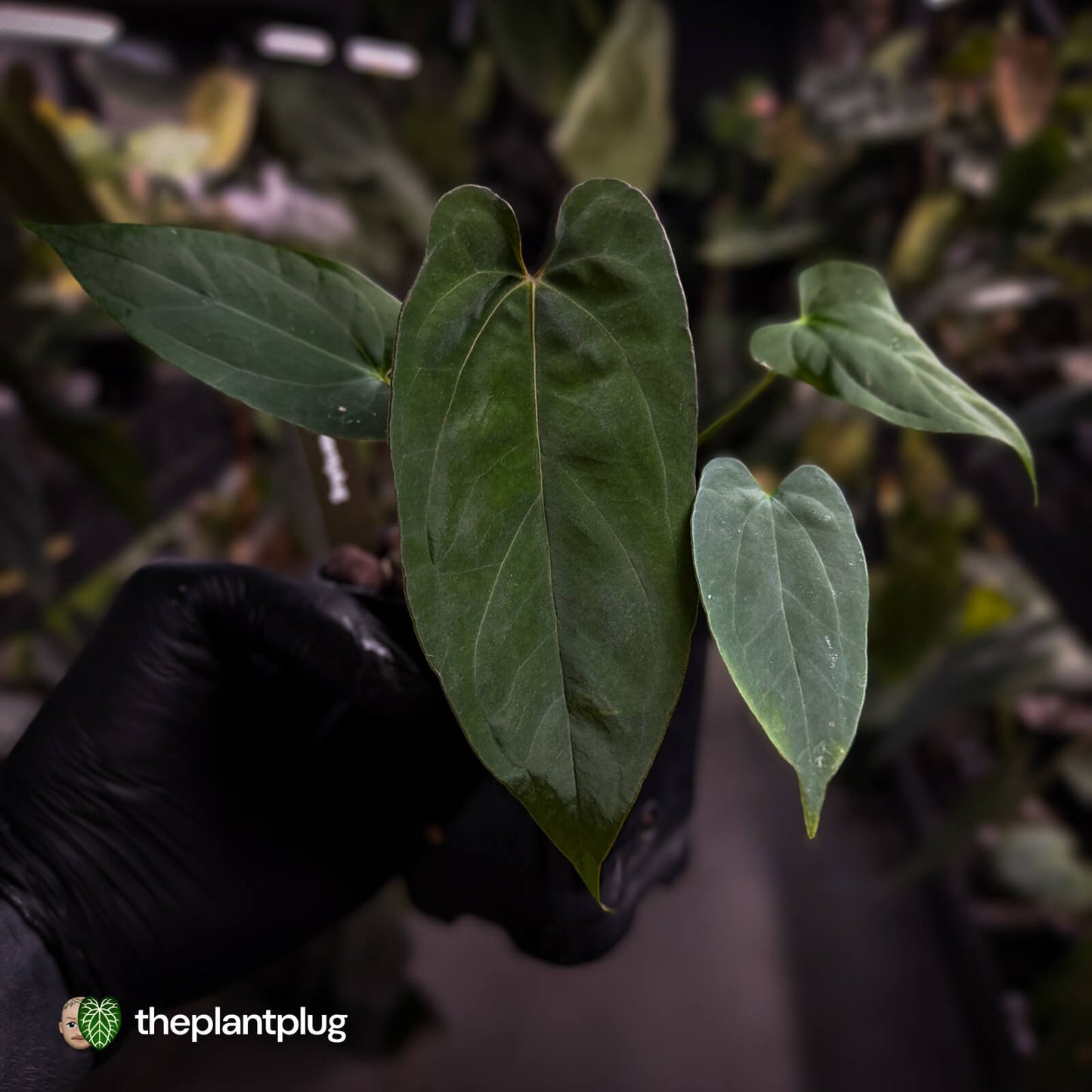 Anthurium 'NSE dressleri' x (papillilaminum 'RL' s1)