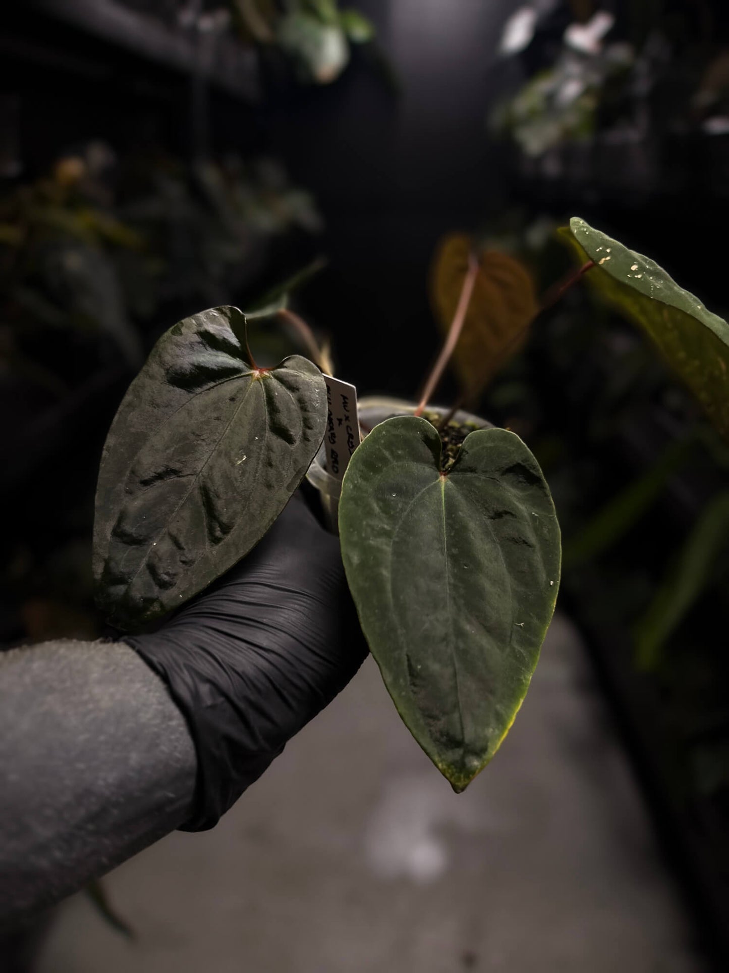 black velvet anthurium Anthurium ('Midnight Velvet' x crystallinum) x #BlackCherry 'Red' • se – The Plant Plug