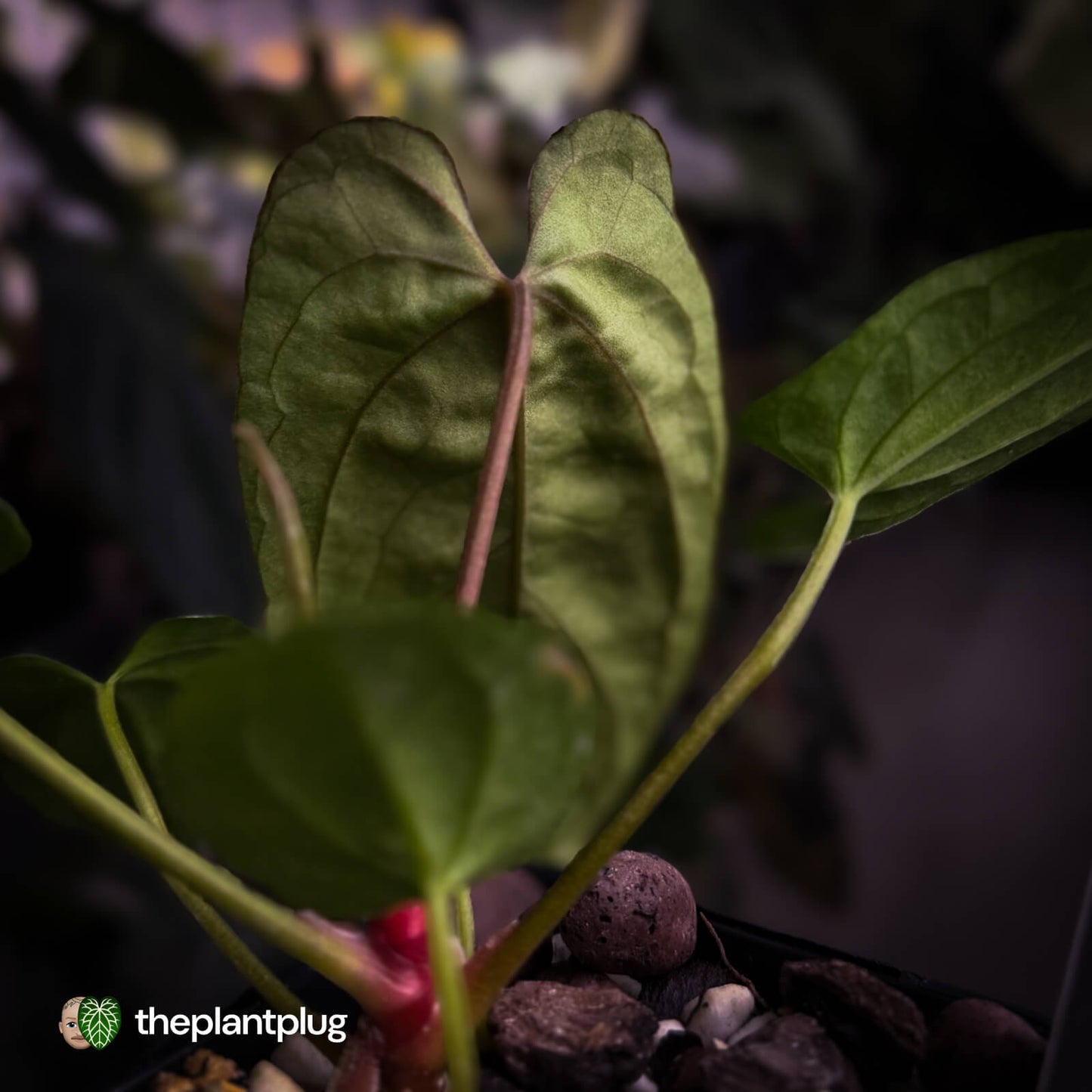 Anthurium 'NSE dressleri' x (papillilaminum 'RL' s1)