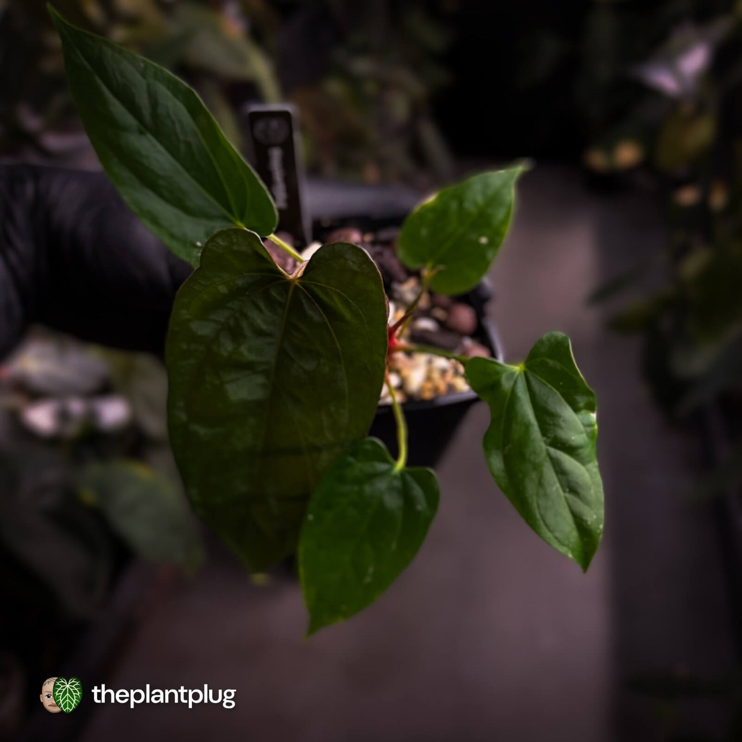 Anthurium 'NSE dressleri' x (papillilaminum 'RL' s1)