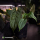 Anthurium 'NSE dressleri' x (papillilaminum 'RL' s1)
