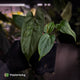 Anthurium 'NSE dressleri' x (papillilaminum 'RL' s1)