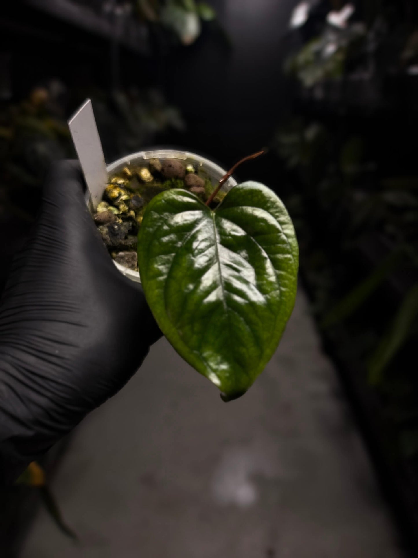 Anthurium subsignatum x luxurians