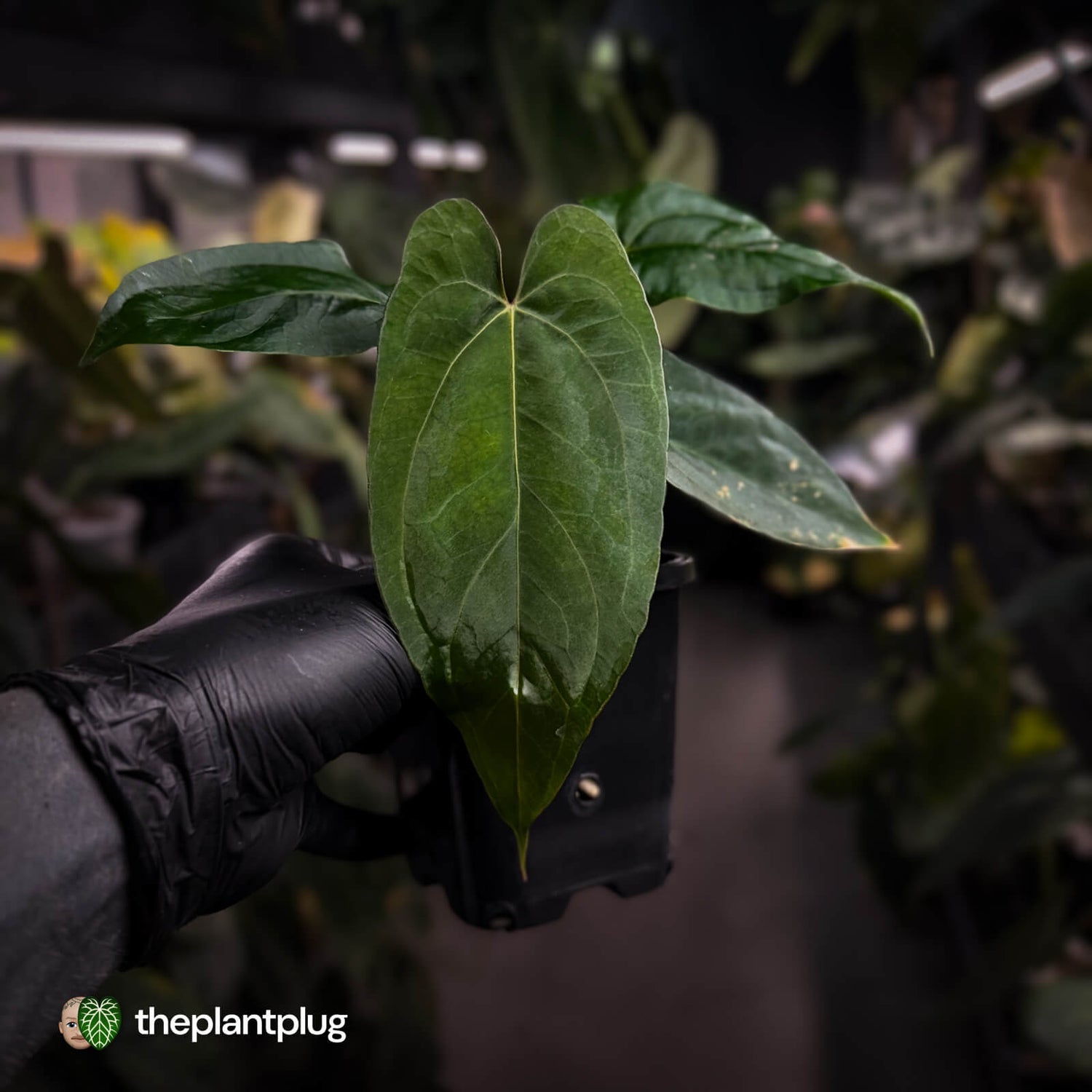 Anthurium 'NSE dressleri' x (papillilaminum 'RL' s1)