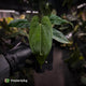 Anthurium 'NSE dressleri' x (papillilaminum 'RL' s1)
