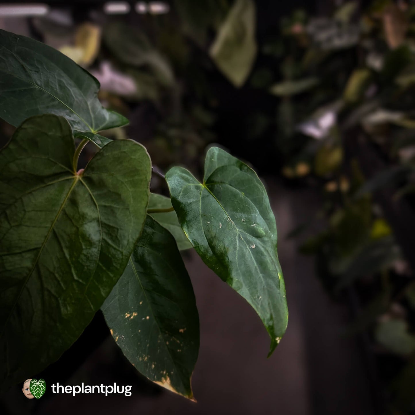 Anthurium 'NSE dressleri' x (papillilaminum 'RL' s1)