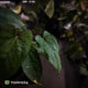Anthurium 'NSE dressleri' x (papillilaminum 'RL' s1)