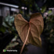 Anthurium #MidnightPhoenix • select