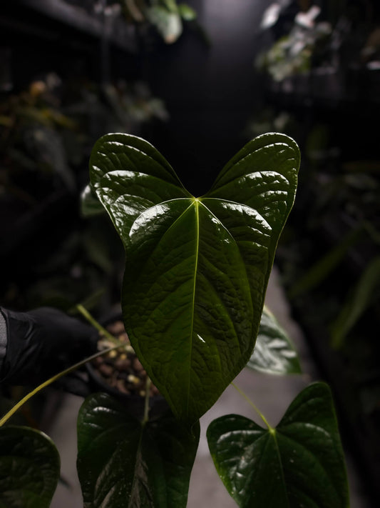Anthurium subsignatum x luxurians