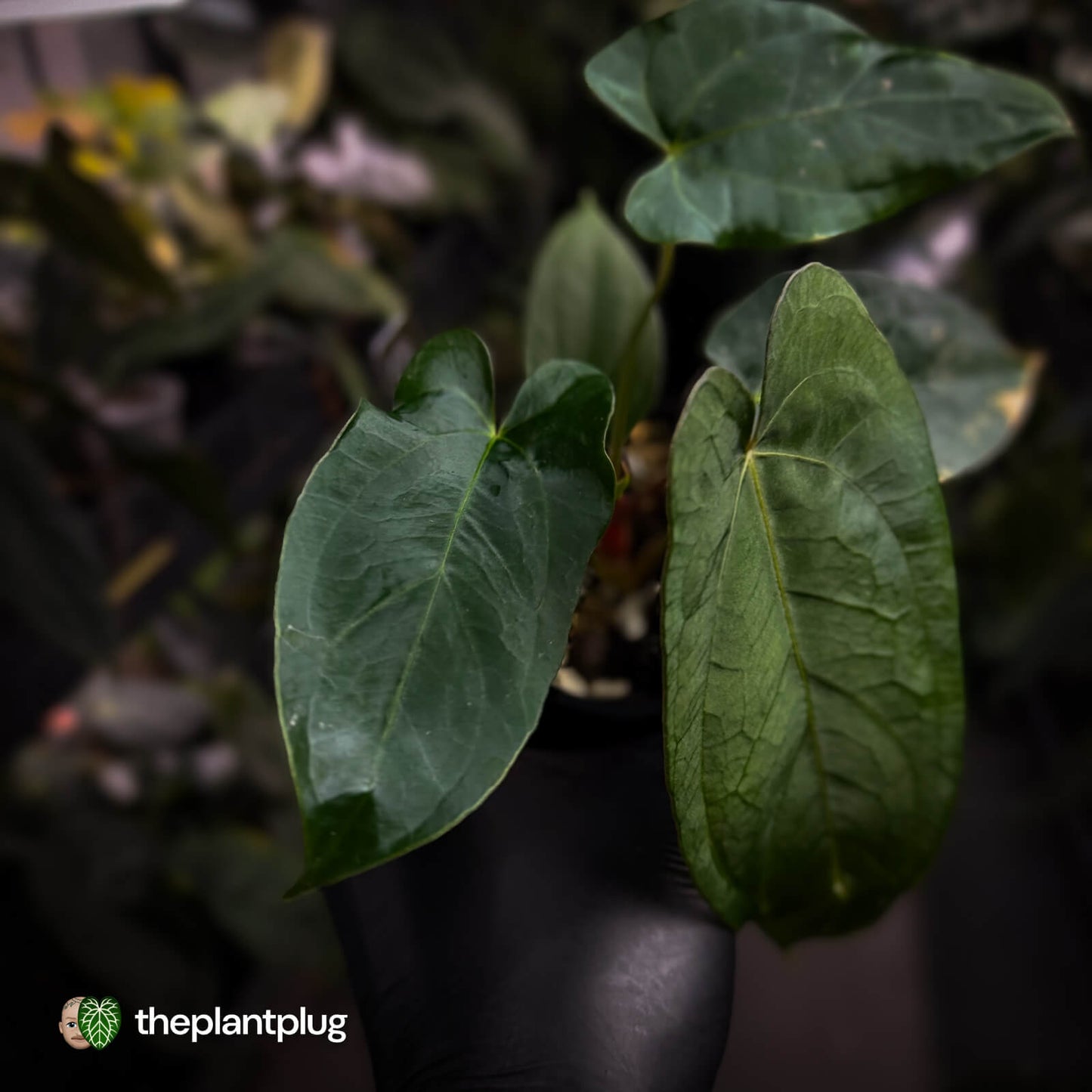 Anthurium 'NSE dressleri' x (papillilaminum 'RL' s1)