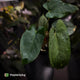 Anthurium 'NSE dressleri' x (papillilaminum 'RL' s1)