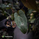 Anthurium #MidnightPhoenix • select