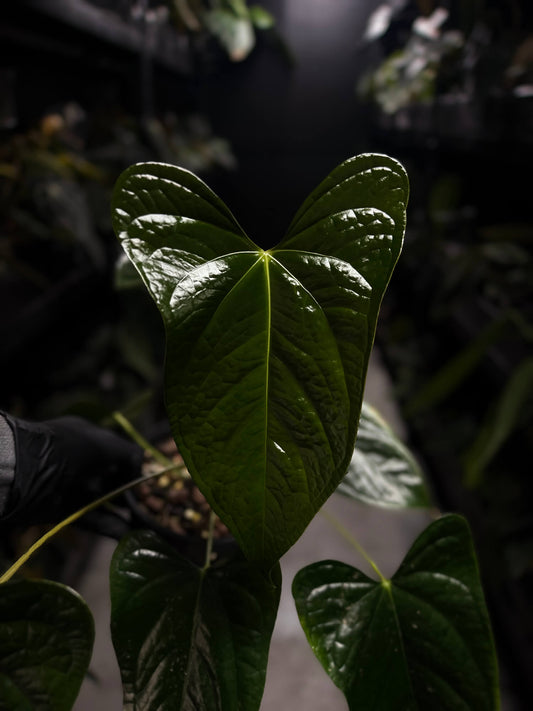 Anthurium subsignatum x luxurians