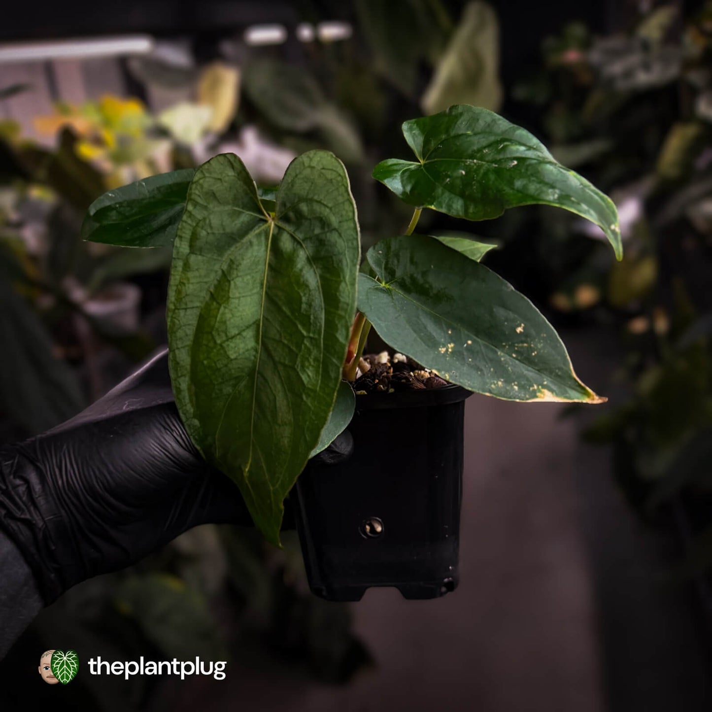 Anthurium 'NSE dressleri' x (papillilaminum 'RL' s1)