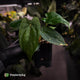 Anthurium 'NSE dressleri' x (papillilaminum 'RL' s1)