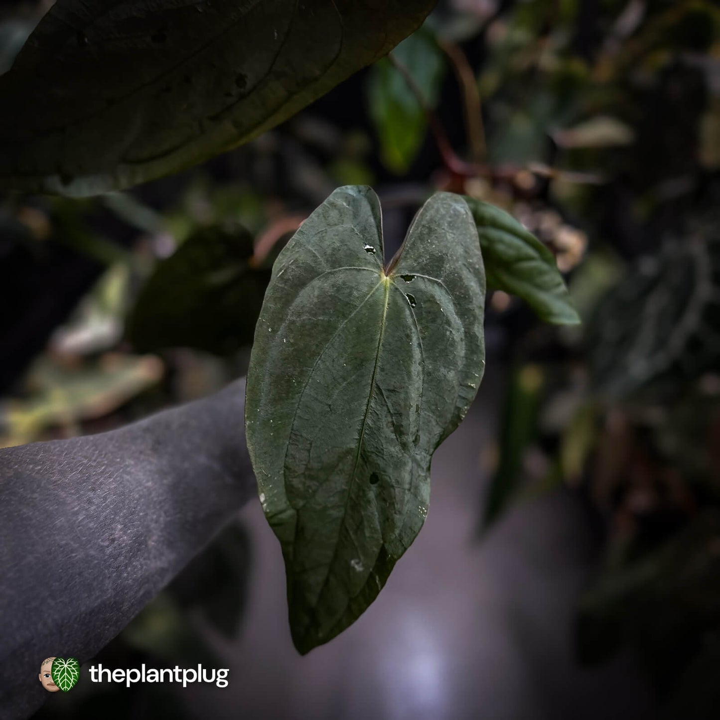Anthurium #MidnightPhoenix • select