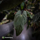Anthurium #MidnightPhoenix • select