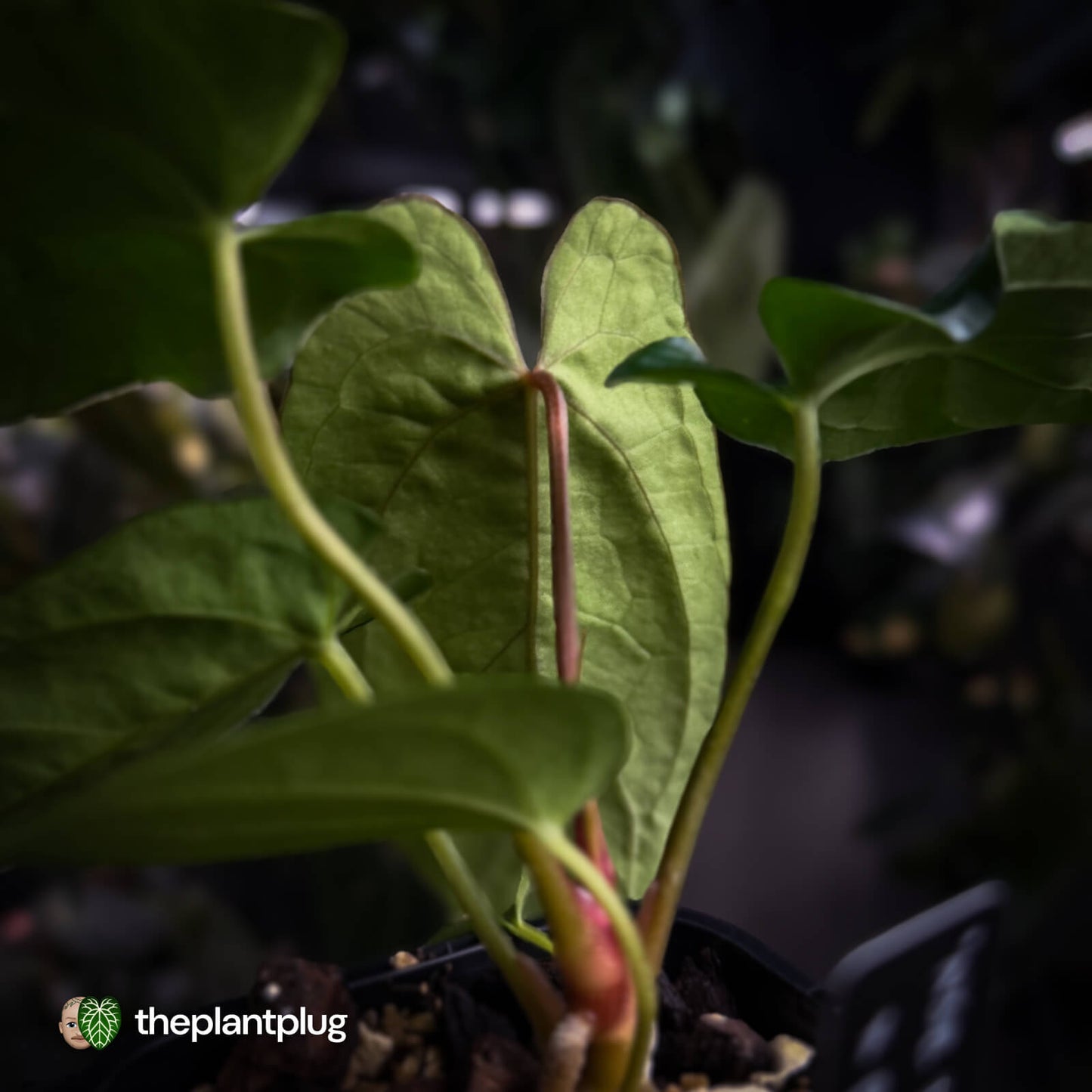 Anthurium 'NSE dressleri' x (papillilaminum 'RL' s1)