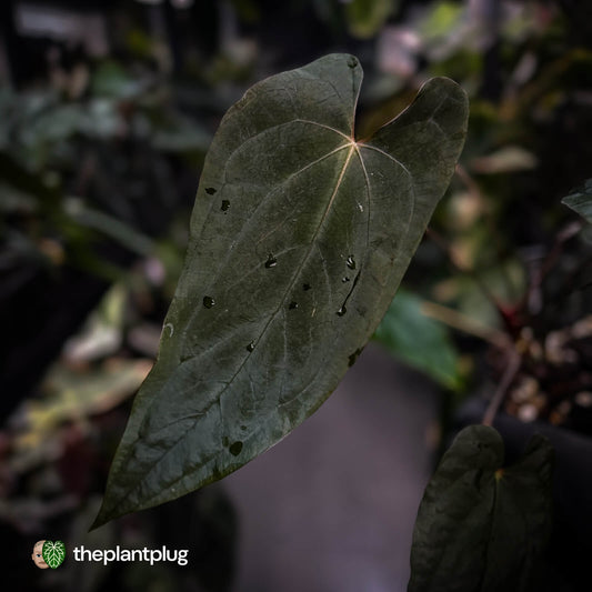 Anthurium #MidnightPhoenix • select