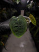 Anthurium 'Bloodmoon' x (papillilaminum x dressleri)