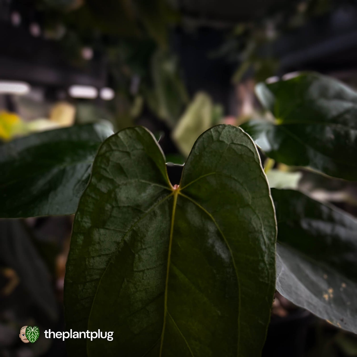 Anthurium 'NSE dressleri' x (papillilaminum 'RL' s1)