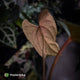 Anthurium #MidnightPhoenix • select