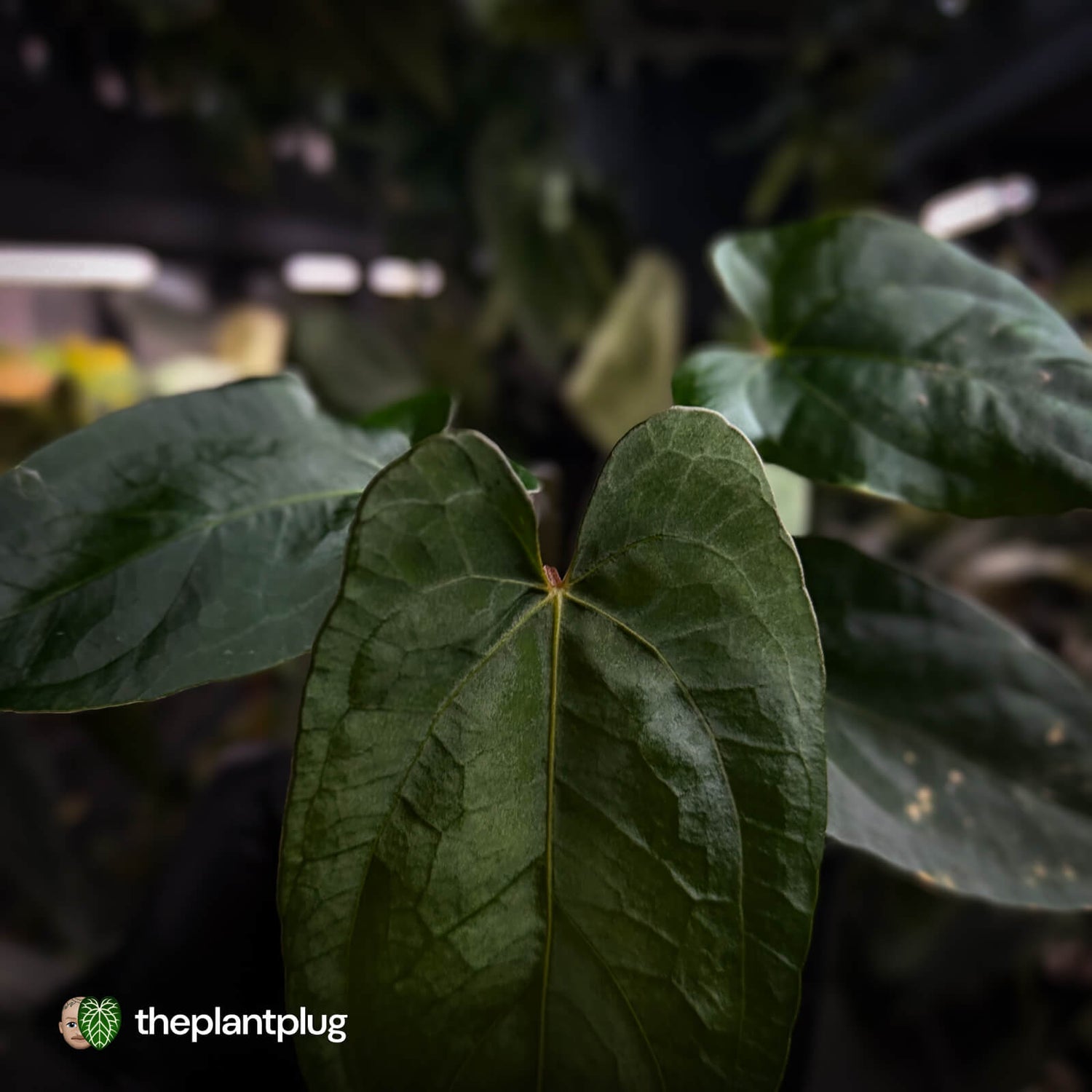 Anthurium 'NSE dressleri' x (papillilaminum 'RL' s1)